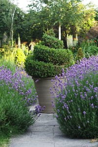 Low Maintenance Small Garden Design Plants